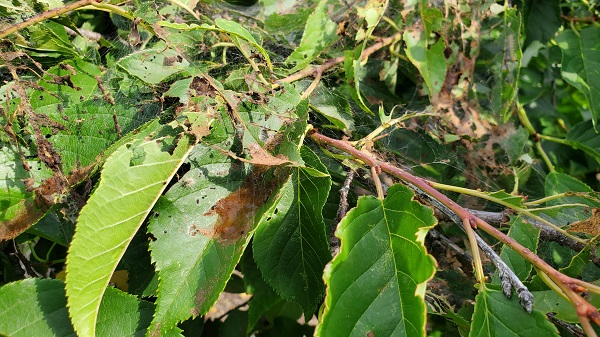 木につく主な虫・対処法・アメリカシロヒトリの巣1