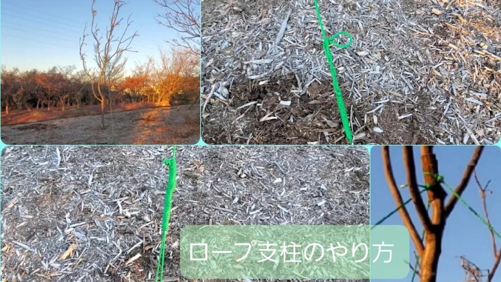 【ロープで支柱】丸太や竹がない場合ロープで支える【南京縛りを使います】 | 楽手入れ