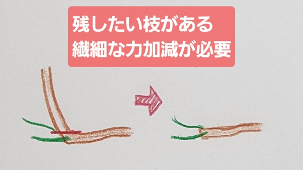 チェンソー・使い方・残したい枝・繊細な力加減