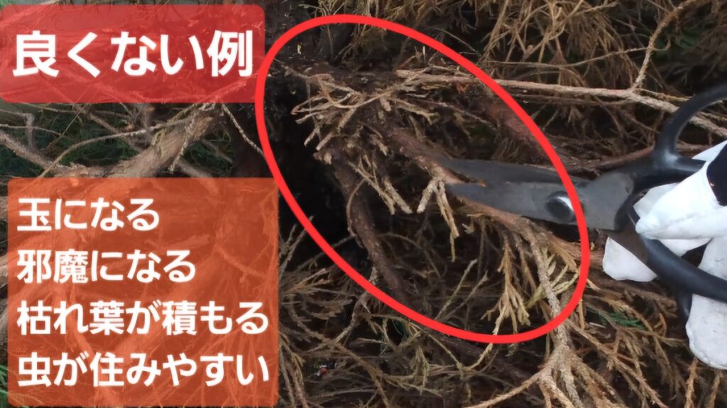 剪定・ゴツゴツの良くない例・アイキャッチ