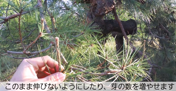 アカマツ・みどり摘み・やり方