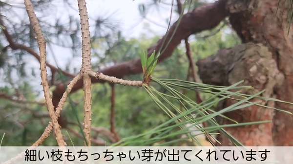 アカマツ・みどり摘み・やり方・細い枝・小さい芽