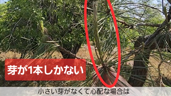 アカマツ・みどり摘み・やり方・芽が一本しかない