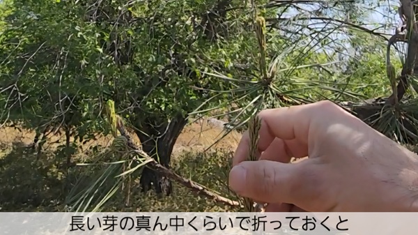 アカマツ・みどり摘み・やり方・芽が一本しかない・半分で折る