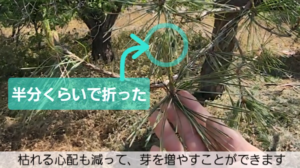アカマツ・みどり摘み・やり方・芽が一本しかない・半分で折っても芽が増える