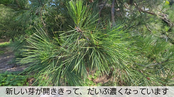 アカマツ・みどり摘み・やり方・芽が増えた後・芽が開く