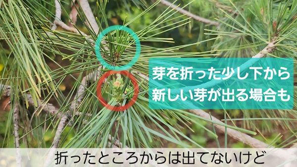 アカマツ・みどり摘み・やり方・芽を折った下から新芽