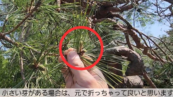 アカマツ・みどり摘み・やり方・元から折る場合