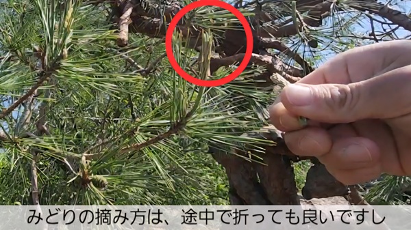 アカマツ・みどり摘み・やり方・摘み方