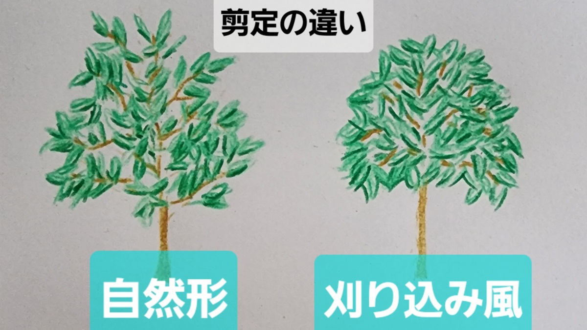 オリーブ・特徴・剪定・アイキャッチ