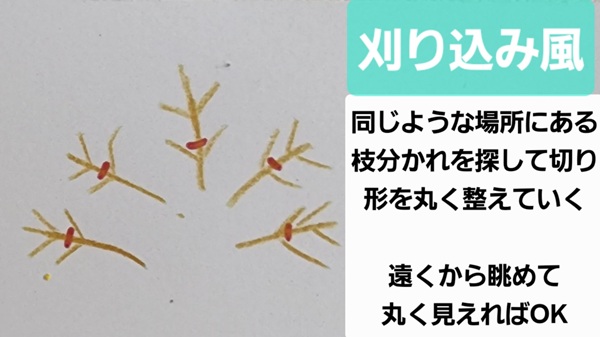オリーブ・特徴・剪定・刈り込み風