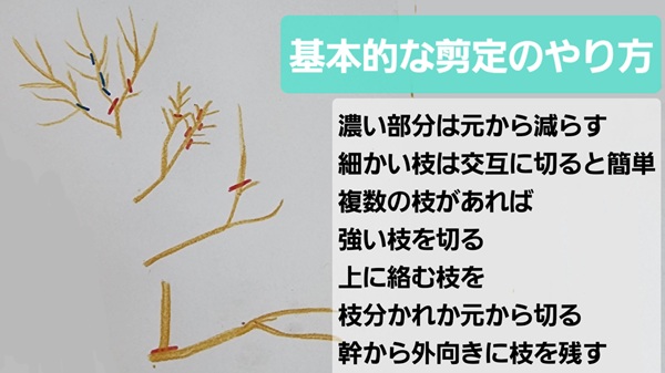 オリーブ・特徴・剪定・切り方