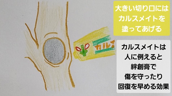 オリーブ・特徴・剪定・強く切る・カルスメイト