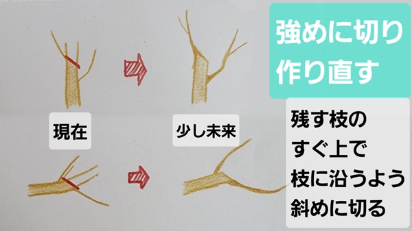オリーブ・特徴・剪定・強く切る・作り直す