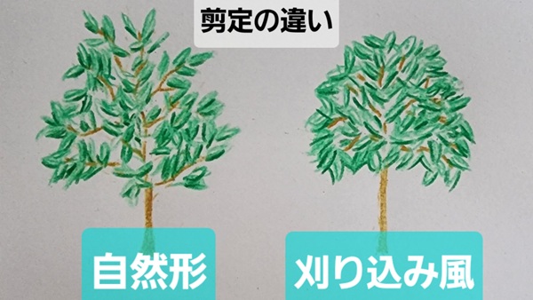 オリーブ・特徴・剪定・やり方の違い