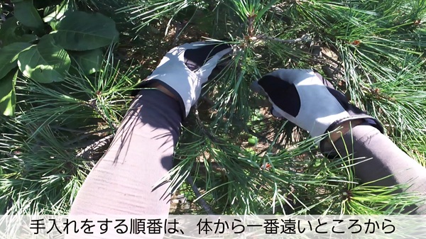 アカマツ・剪定・体から遠い場所から始める