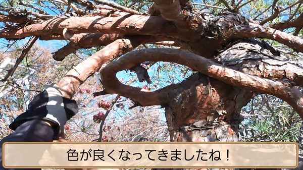 アカマツ・剪定・みどり摘み・年間手入れ・12月・枝と幹を擦る