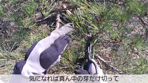 アカマツ・剪定・みどり摘み・年間手入れ・12月・気になるところだけ切る