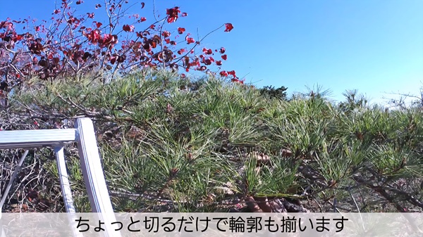 アカマツ剪定・みどり摘み・年間手入れ・12月・切りながら確認