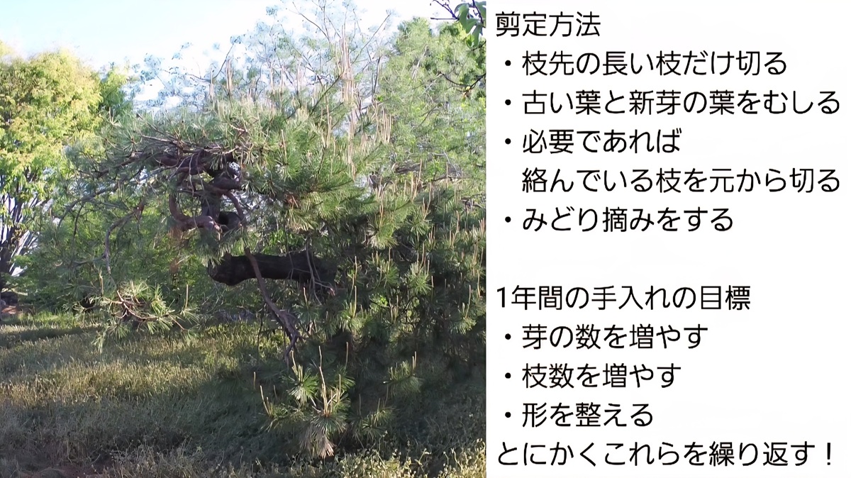 アカマツ剪定・みどり摘み・年間手入れ・アイキャッチ