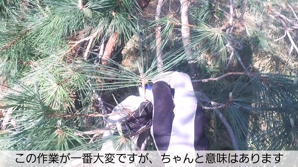 アカマツ・剪定・みどり摘み・年間手入れ・葉をむしる