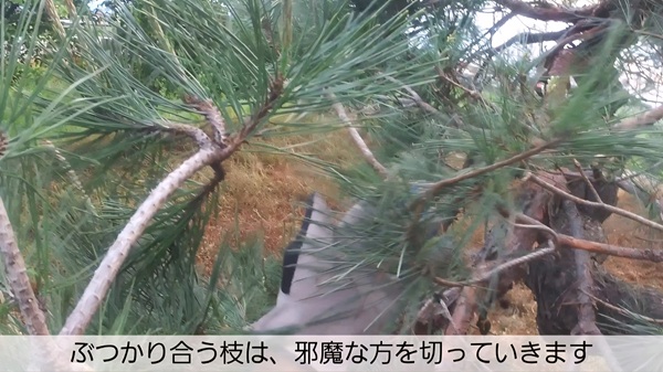 アカマツ・剪定・みどり摘み・年間手入れ・邪魔な枝を切る