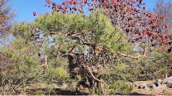 アカマツ・剪定・みどり摘み・年間手入れ・完了・12月