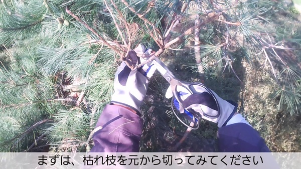 アカマツ剪定・みどり摘み・年間手入れ・枯れ枝を切る