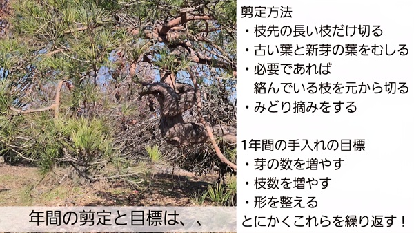 アカマツ・剪定・みどり摘み・年間手入れ・まとめ1