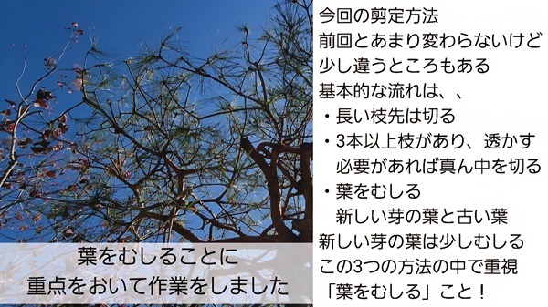 アカマツ・剪定・みどり摘み・年間手入れ・まとめ2