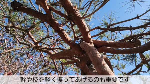 アカマツ・剪定・みどり摘み・年間手入れ・まとめ3
