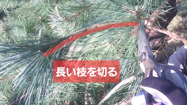 アカマツ・剪定・みどり摘み・年間手入れ・長い枝を切る