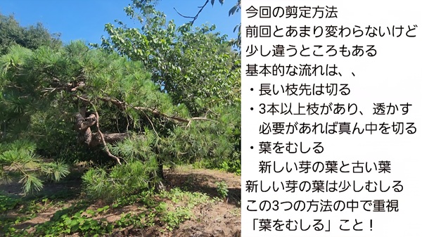 アカマツ・剪定・みどり摘み・年間手入れ・夏