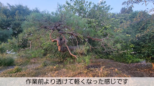 アカマツ・剪定・みどり摘み・年間手入れ・夏・完了