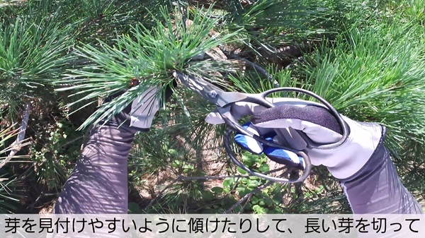 アカマツ・剪定・みどり摘み・年間手入れ・夏・長い芽を切る