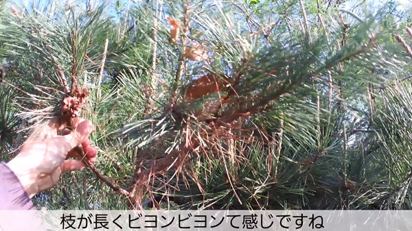 アカマツ・剪定・みどり摘み・年間手入れ・作業前・枝が長い