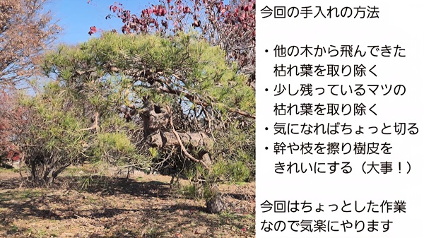 アカマツ・剪定・みどり摘み・年間手入れ・最後の手入れ・12月