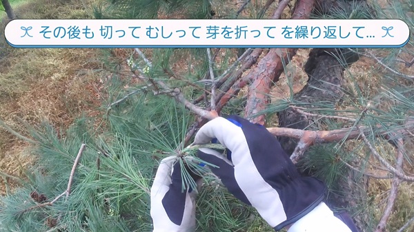 アカマツ・剪定・みどり摘み・年間手入れ・最後まで繰り返す