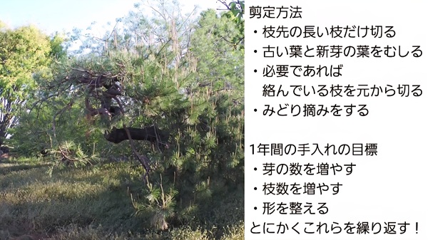アカマツ・剪定・みどり摘み・年間手入れ・やり方の目標
