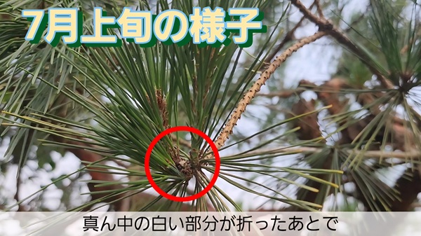 アカマツ・剪定・年間手入れ・みどり摘みの結果・芽が増える