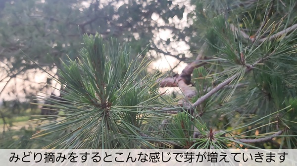 アカマツ・剪定・年間手入れ・みどり摘みの結果・芽が増えた様子