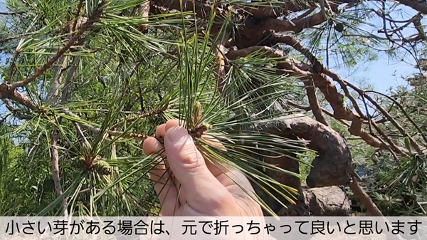 アカマツ・剪定・年間手入れ・みどり摘み・やり方