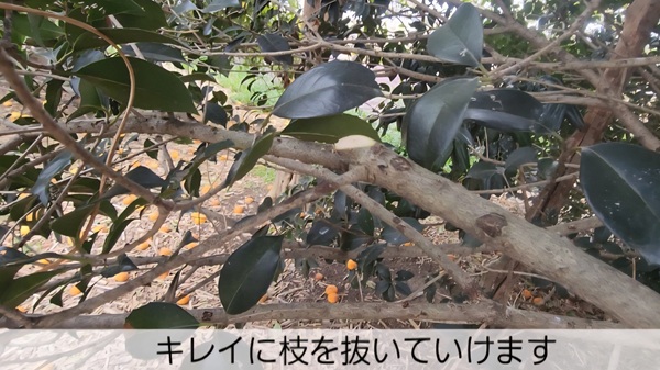 スチール電動ばさみ・枝・きれいに切れる