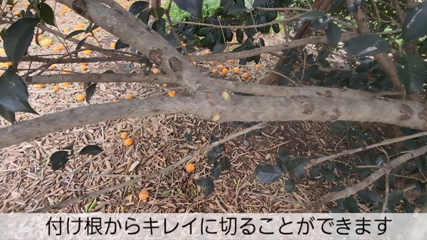 スチール・電動剪定ばさみ・細い枝・きれいに切れる