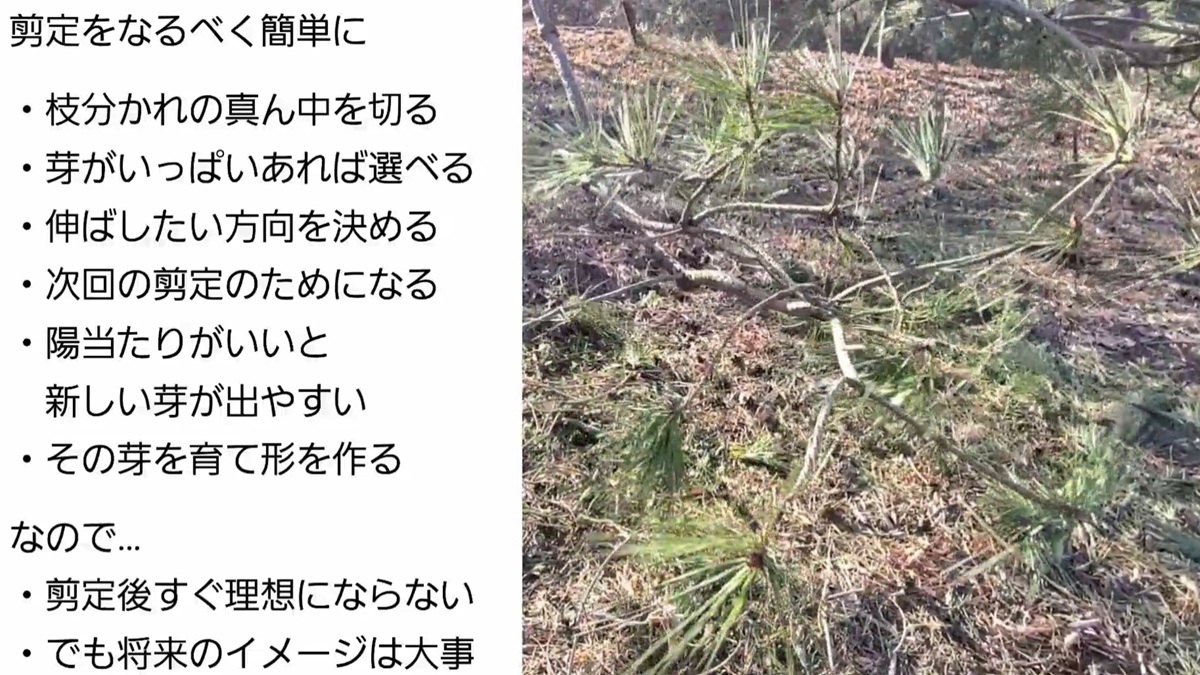 アカマツ剪定・丁寧と早さは好み・アイキャッチ
